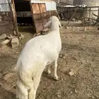 طلي فحل