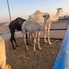 قعدان 3 وبكره