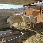 نعاج مضاريع للبيع