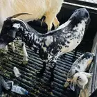 عنز تحتها عناق