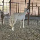رخل حرشا دافع شرط سونار ورخل عيسيه