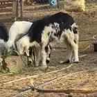 بهم نجد وحريات