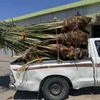 نخيل لبيع بجميع أنواعه ومقساتها المختلفه
