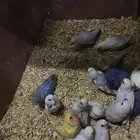فراخ روز تم البيع