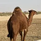 قعدان للبيع