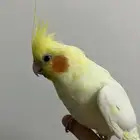 بغبغاء كروان اليف جدا