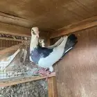 حمام اسكندرول 3اجوز