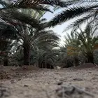 العلا