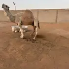 باتلي شاق للبيع