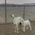 نعجه والد معه طلي