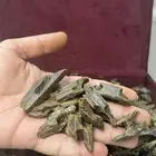 عود كلمنتان بنتلي بسعر الجملة مع ضمان ذهبي