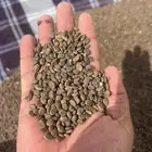 بذور طلح السيال اللي هو طلح الاشبهان الرديانا عرض