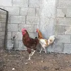 ديك العدد 2 تركي للبيع