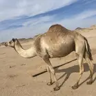 ناقه منتج للبيع الآب الجذاب الهرش الام بنت شكلان الشيبه