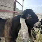 تيس عارضي