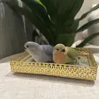 طيور اليفه ولعوبه وهدد
