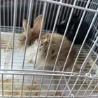 البيع صغار ارنب العدد 2 الصحه شرط الحمدلله