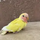 فرخ روز لاتينو