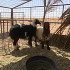 دبائح