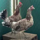 للبيع دجاجتين ماكنتوش توب .