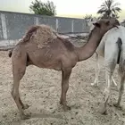 حاشي عمره 9 شهور القعود ساسه باتلي