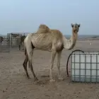 فاطر بنت الطويل للبيع