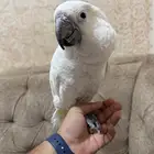 كوكاتو امبريلا اليف