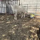 جذع حري وشاة دافع