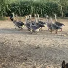 وز عراقي