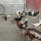 دجاج