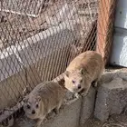 ذكور تجديه