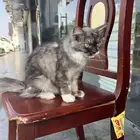 قطوة أليفه منزلية للبيع على السوام