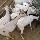 طليان بربري وتيوس وسواكن جمله وتفريد