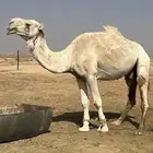 فحل للبيع