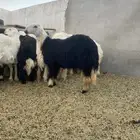 طليان جذعان جبره