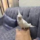 طير اليف