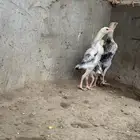 دجاج شامو ياباني