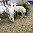 خرفان حري وذبايح طيبه وفاخره