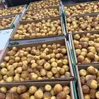 تمر سكري فاخر