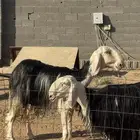 نجد صنف معرفه