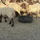 نعيم مراح