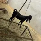 عنز عارضيه مهجنه صنف