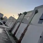 نخيل واشنطن للبيع بجميع انواع المقاسات