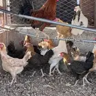 دجاج بياض للبيع