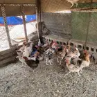 دجاج للبيع