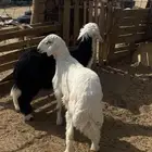 تم البيع