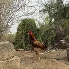 ديك باكستاني
