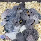 فروخ روز (باقي اثنين)