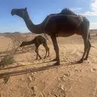 خلفه ثنو مجهم تحتها قعود غفل ماعليها وسم مشروطه وهديه