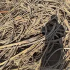 عسيب عصيان